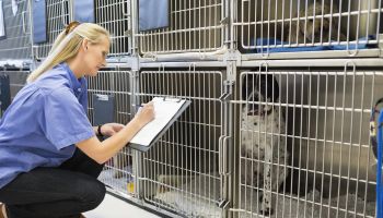 Vet checking dogs in kennel