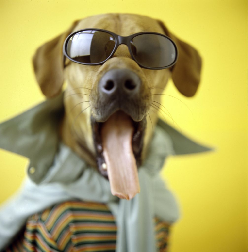 Rhodesian ridgeback wearing sunglasses and t-shirt, head-shot