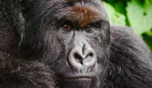 Silverback Mountain Gorilla, Democratic Republic of Congo