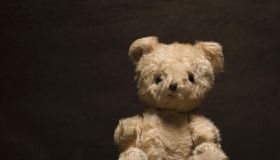 Teddy bear, studio shot