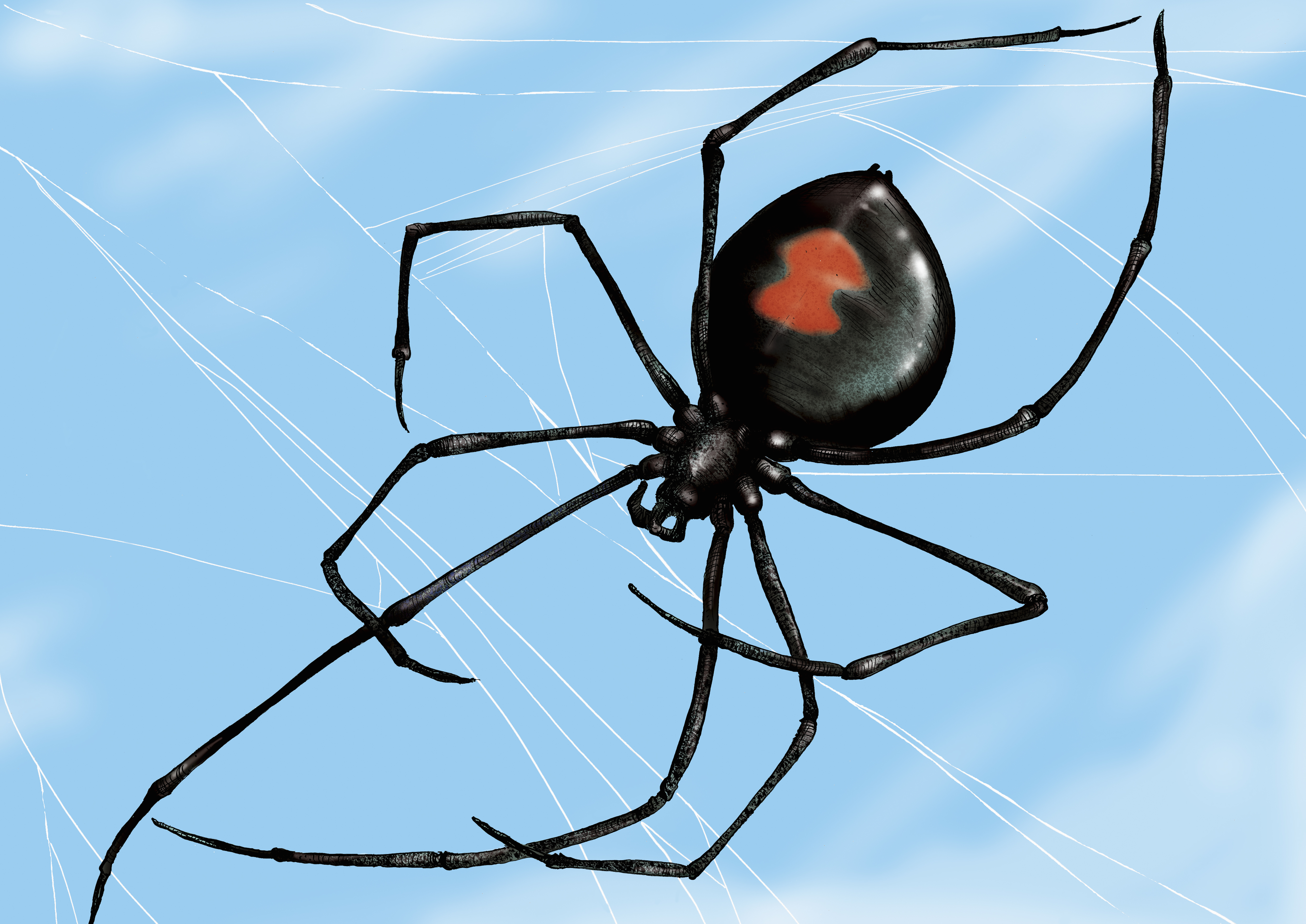 Close up of Black Widow spider in web