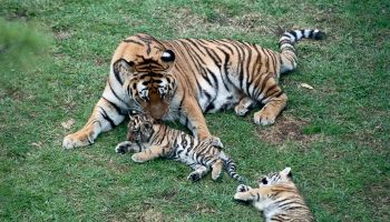 Siberian Tigers Playing with Mother