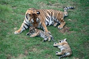 Siberian Tigers Playing with Mother
