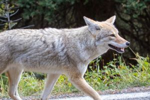 Up close view of coyote in the wild walking on the side of the road.