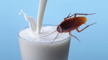 Roach Milk