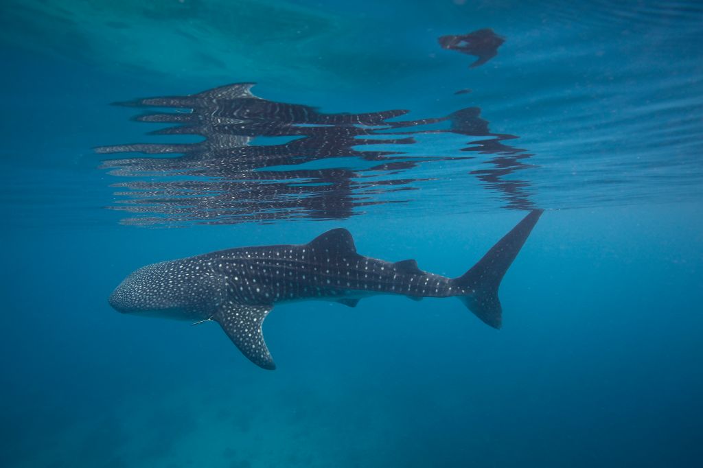 Whale shark reflection