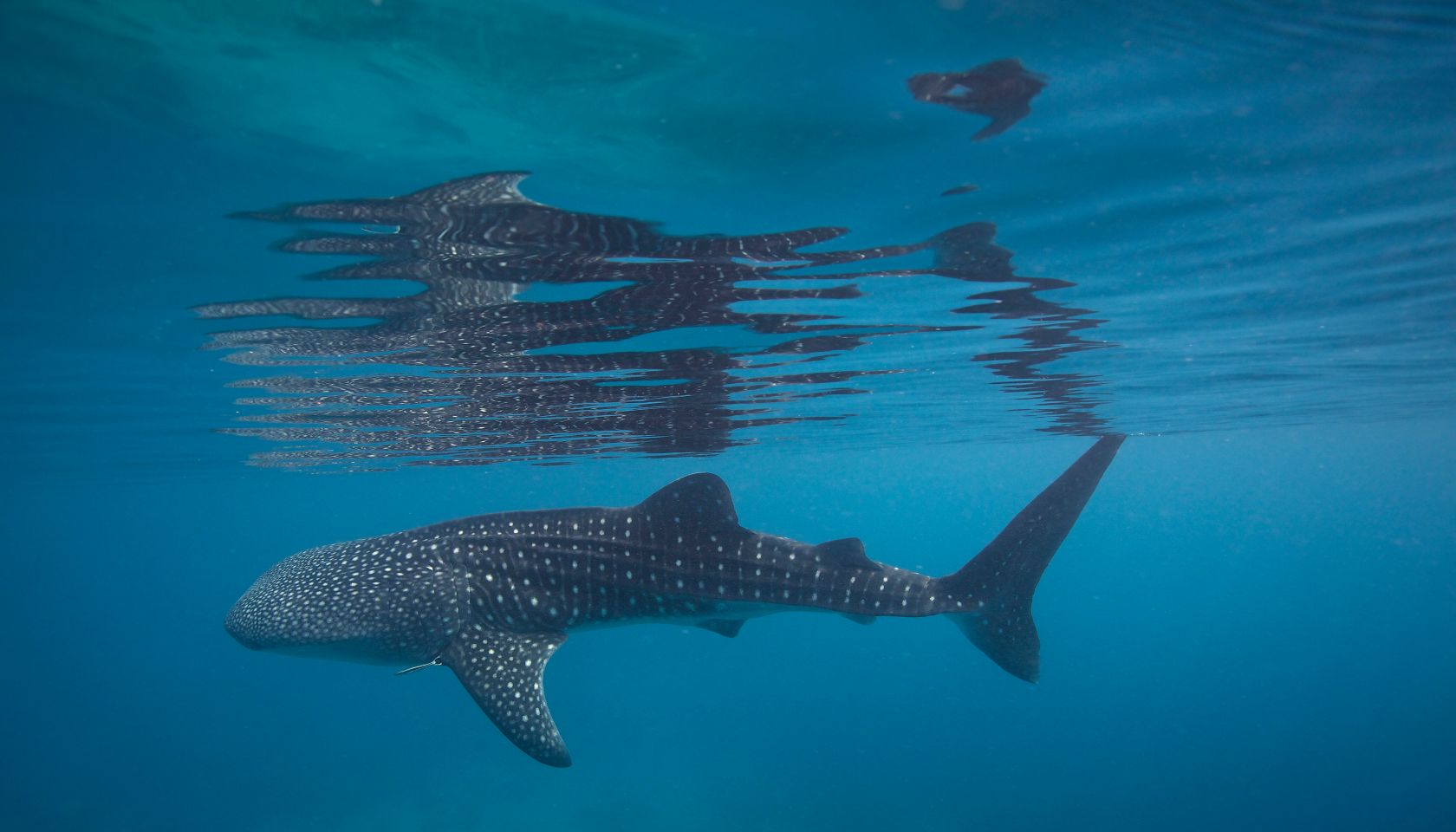 Whale shark reflection