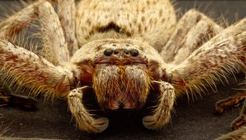 Australia Perth Huntsman Spider