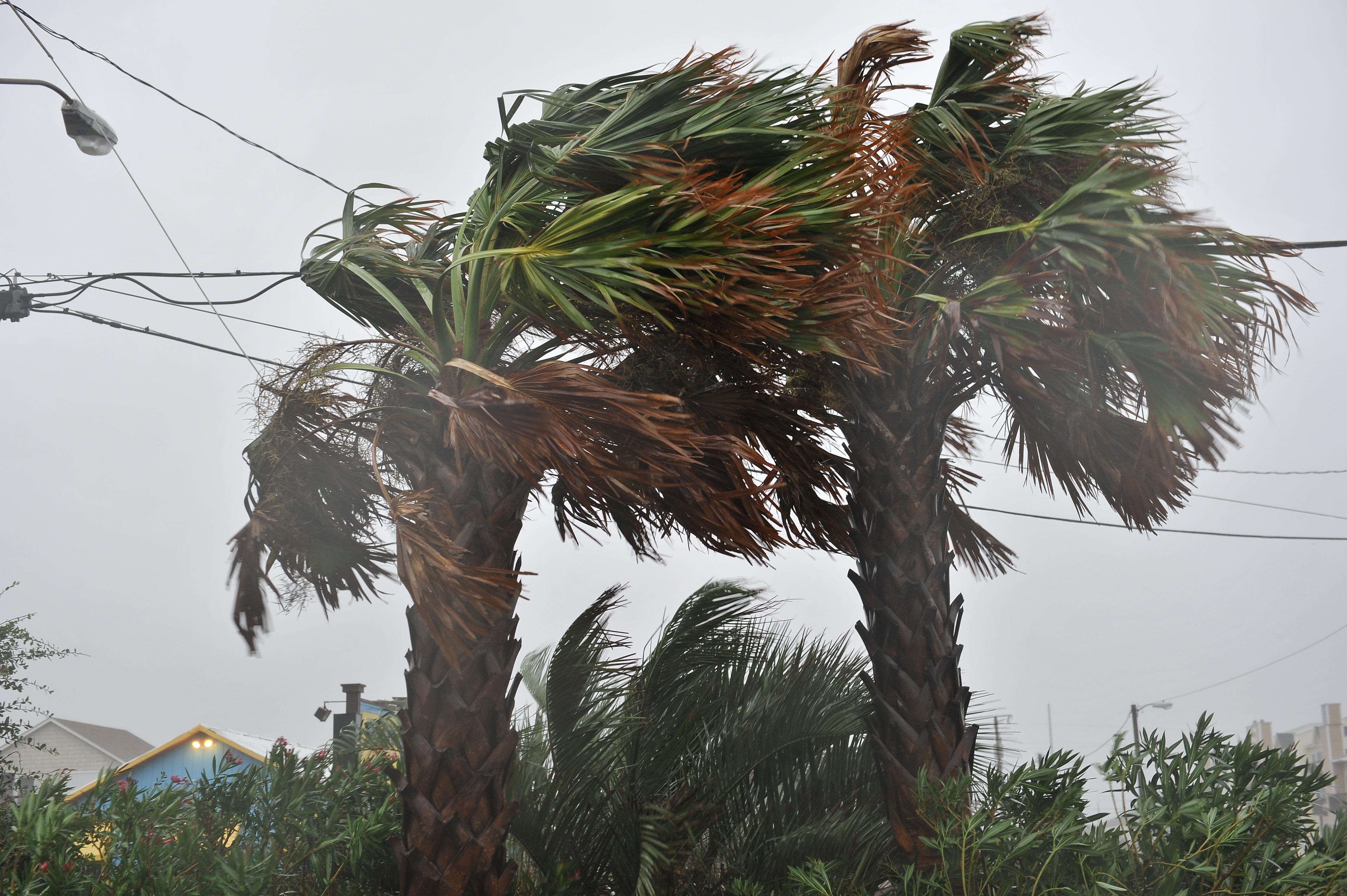 Palm trees blow in the wind in Kill Devi