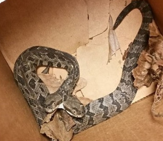 2 Headed Rattlesnake