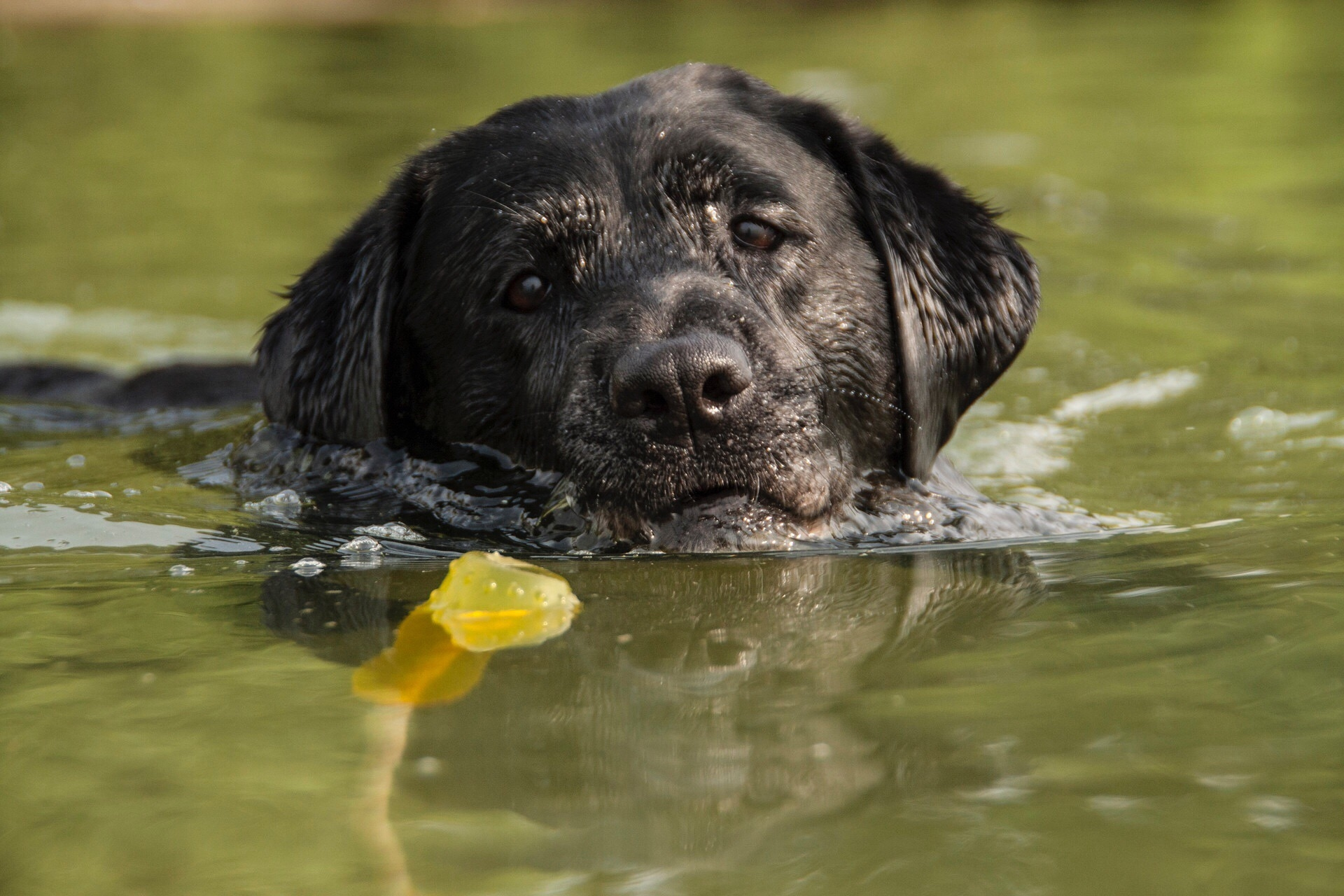 Portrait Of Wet Dog In Lake
