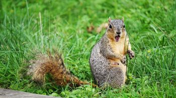 Portrait Of Squirrel On Grassy Field