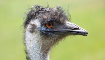 Emu (Dromaius novaehollandiae), adult, animal portrait, Kangaroo Island, South Australia