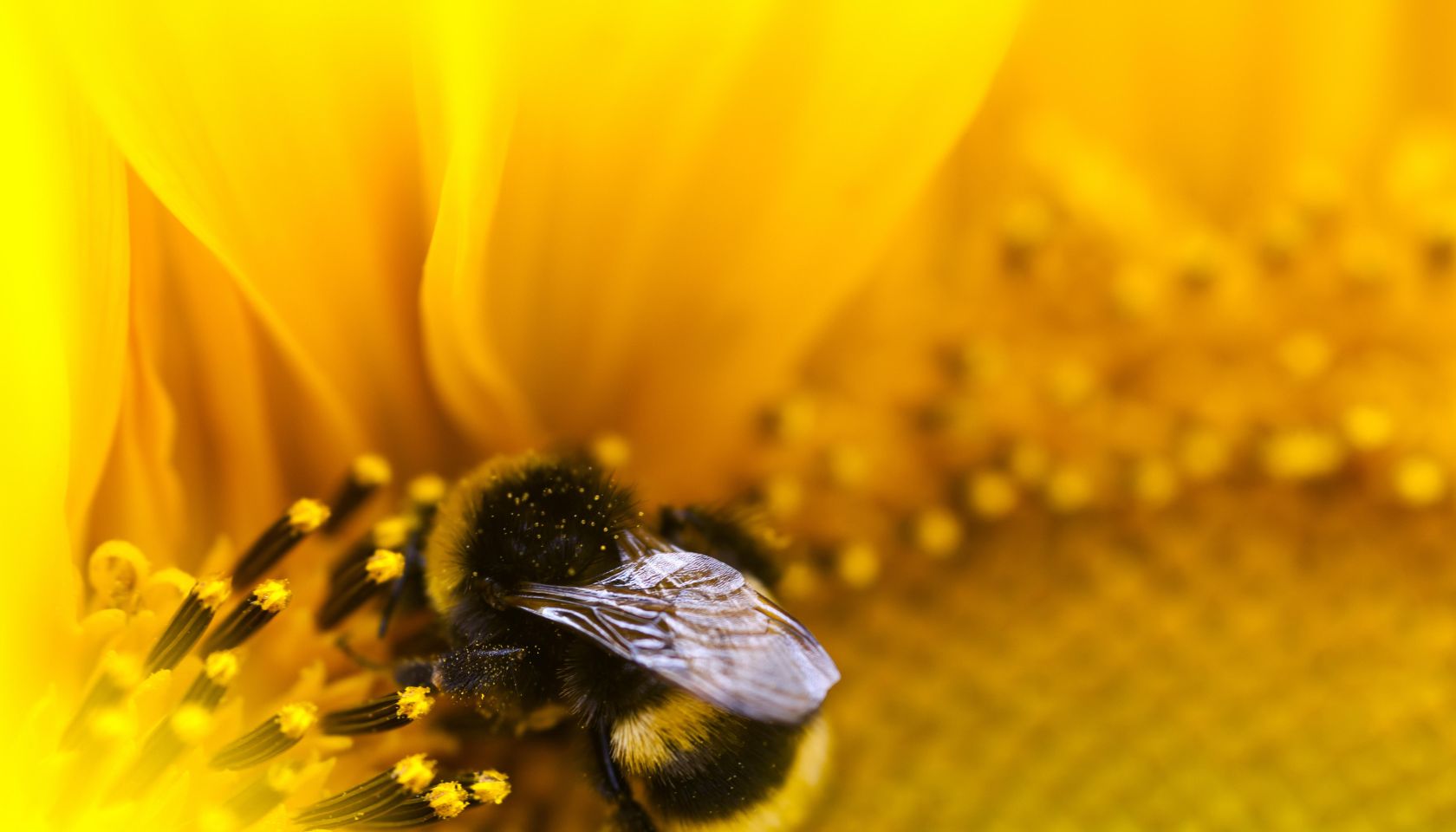 Bumblebee.