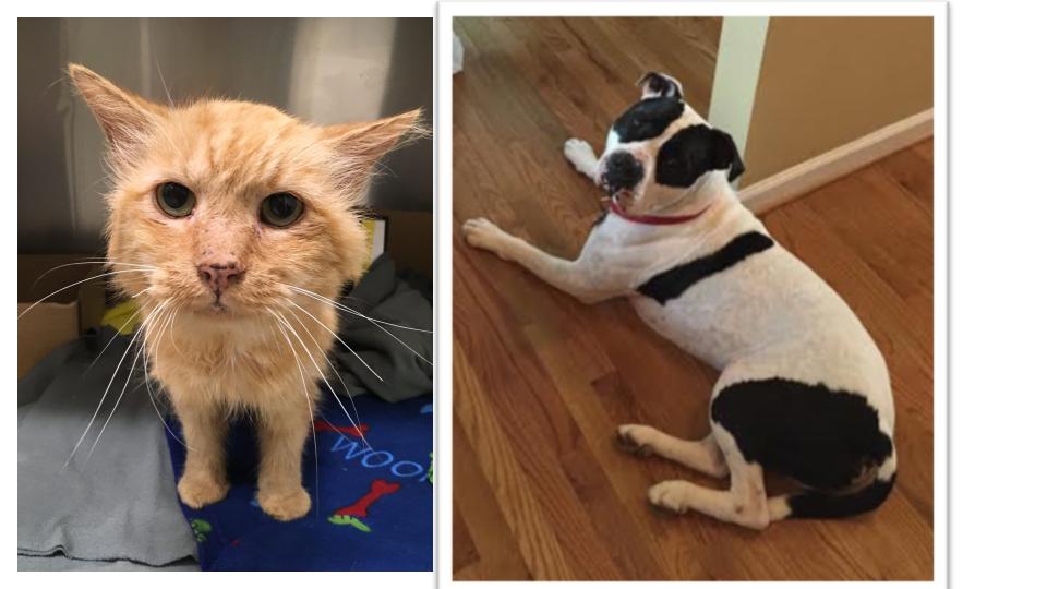 Pets of the Week