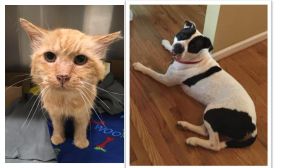 Pets of the Week