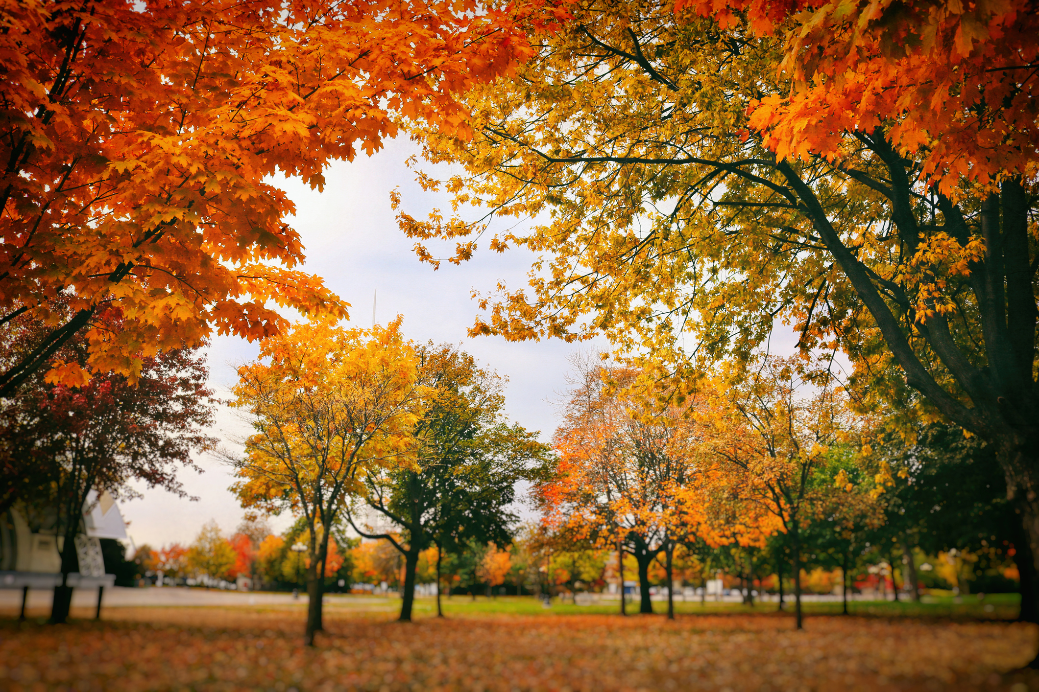 In Glowing Colours of Autumn