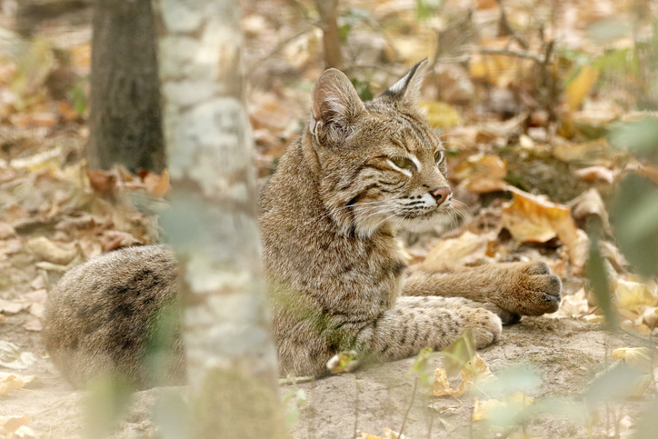 Close up on a bobcat