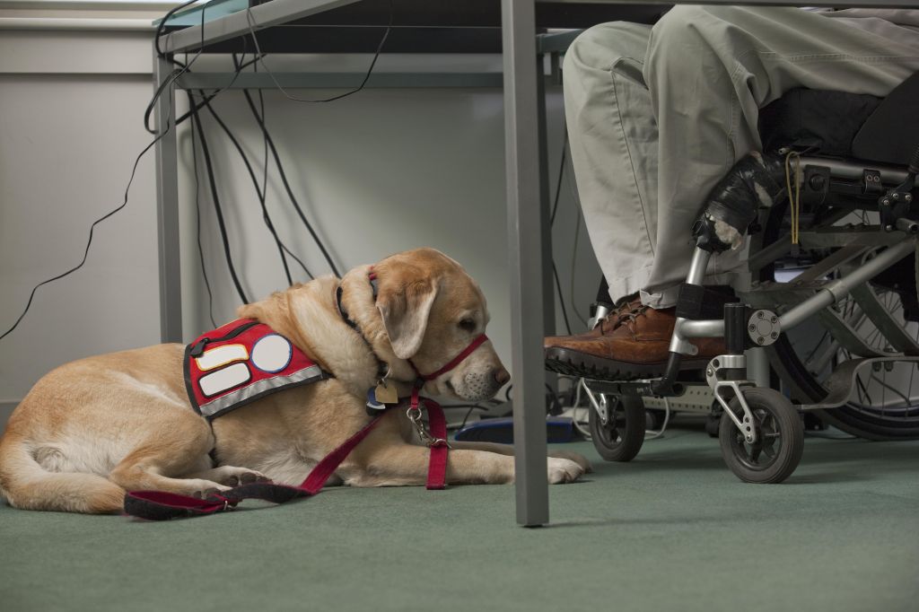 Service dog resting near a man in a wheelchair