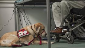 Service dog resting near a man in a wheelchair