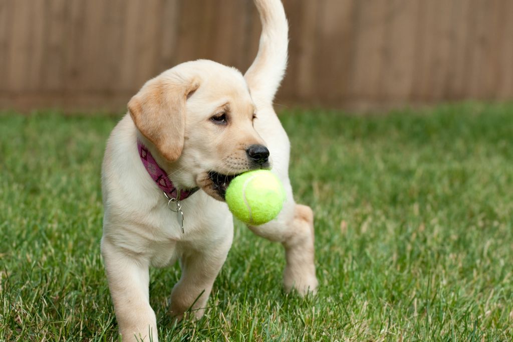 Puppy