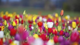 a variety of colored tulips in a field at wooden shoe tulip farm
