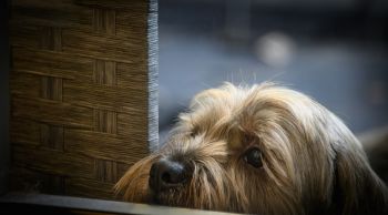 Waiting Shelter Pup
