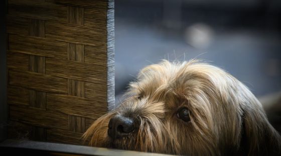 North Raleigh Couple Arrested for Poisoning Neighbor’s Dogs North Raleigh Couple Arrested for Poisoning Neighbor’s Dogs