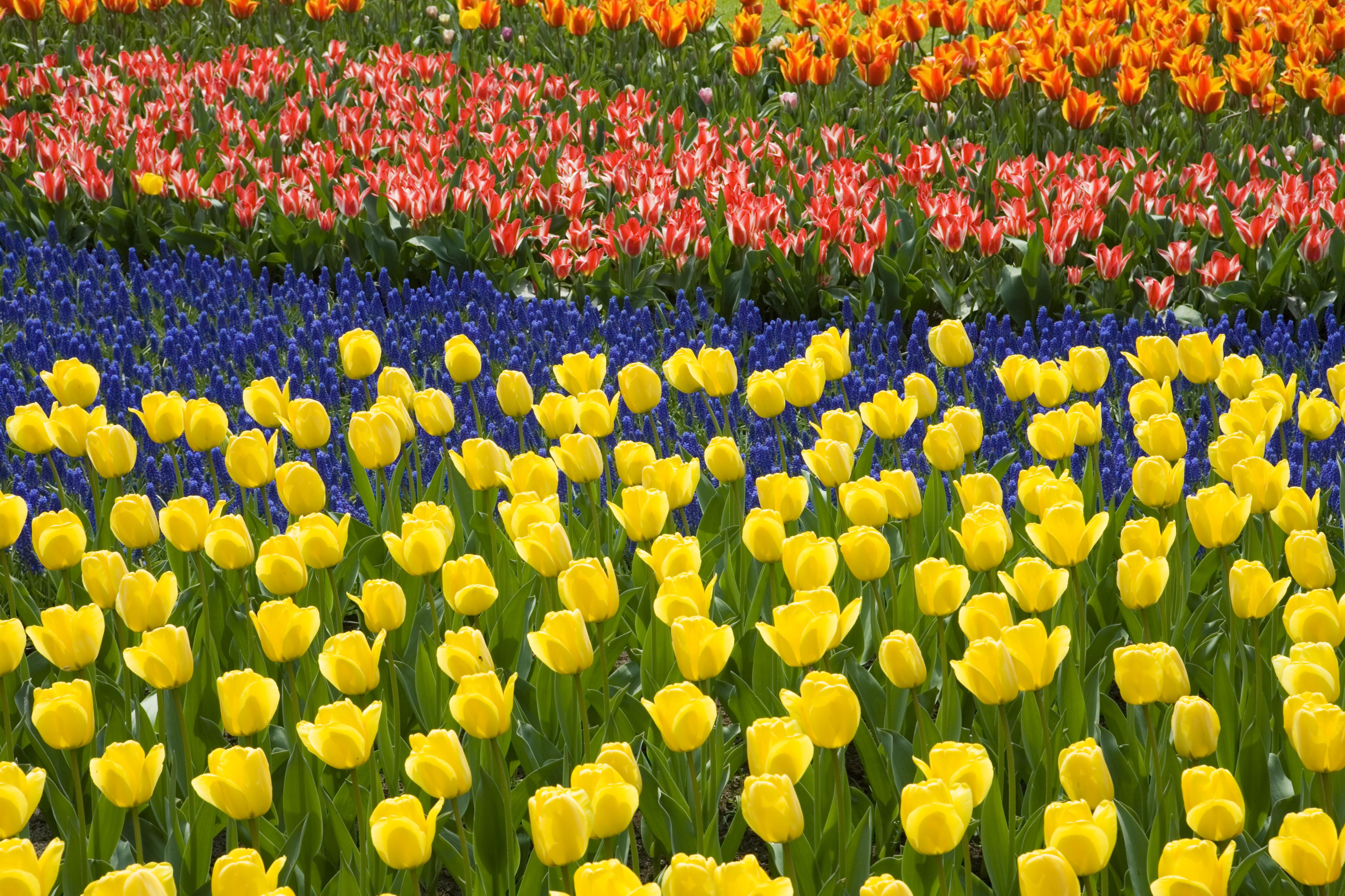 Rows of Tulips in Keukenhof Gardens