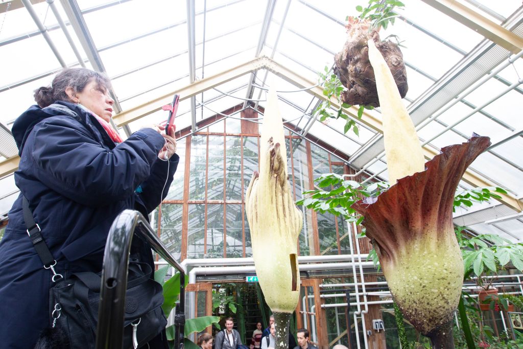 NETHERLANDS-LEIDEN-AMORPHOPHALLUS GIGAS-BLOSSOM