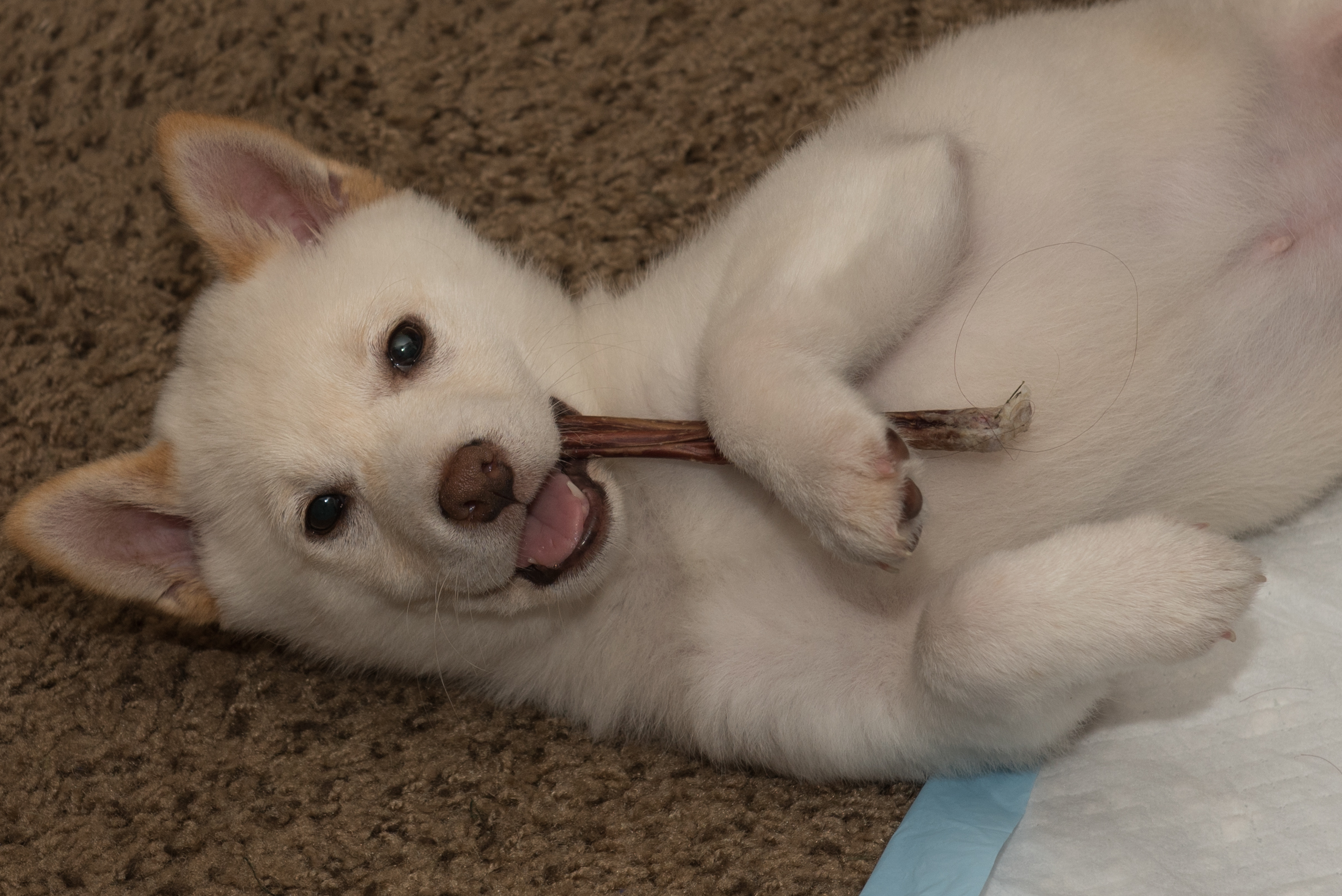 white shiba inu puppy with chew toy