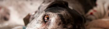 Close-up of Great Dane's face