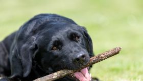 Black Labrador