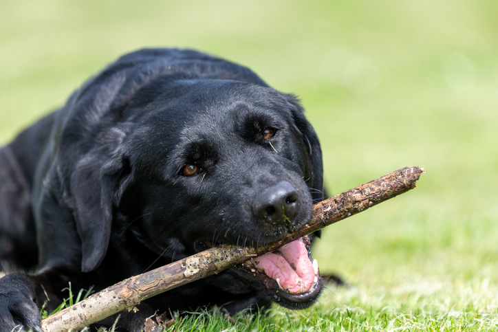 Black Labrador
