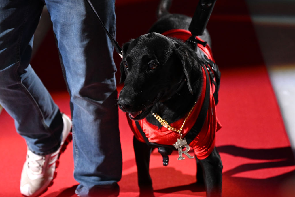 NHL: DEC 10 Sharks at Hurricanes