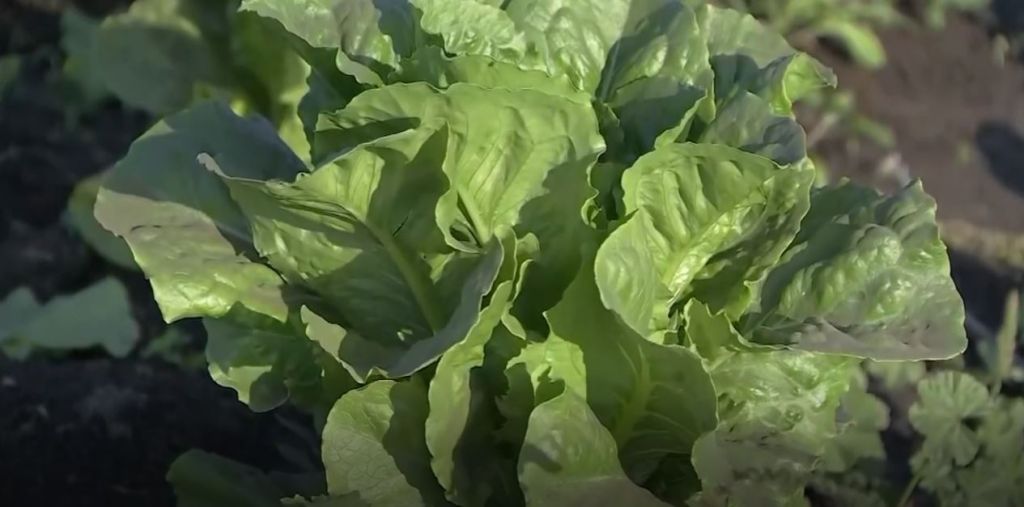 Lush green lettuce leaves growing in a garden.
